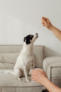 Kaboompics - White Dog Waiting for a Treat on the Sofa