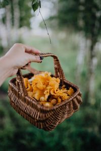 Kaboompics - Hand Carrying Basket Of Chanterelle Mushrooms In Woods
