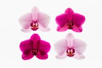 Kaboompics - Four Orchid Flowers In Minimal Grid Layout On White