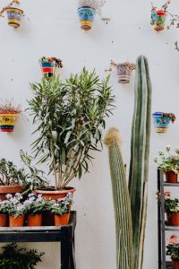 Outdoor Flower Markets and Florist Shops in Madrid, Spain