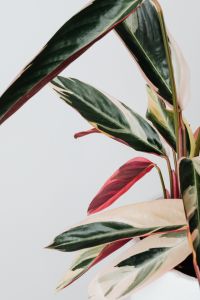 Kaboompics - Variegated Calathea Triostar With Pink Leaf Details