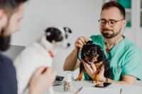 Kaboompics - Vet in Green Scrubs Caring for a Black and Tan Dog at the Clinic