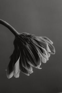 Kaboompics - Black and White Drooping Flower Close-Up