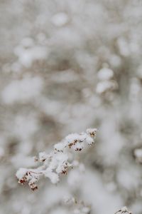 Kaboompics - Branches covered with fresh snow