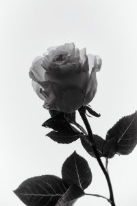 Kaboompics - Minimal Rose Stem Monochrome Botanical Wallpaper Composition
