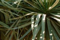 Kaboompics - Yucca Leaves with Leaf Shadows