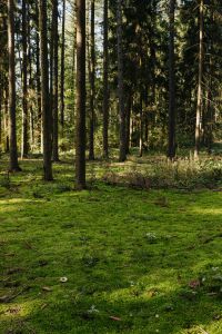 Kaboompics - Mossy Forest Floor Beneath Tall Trees