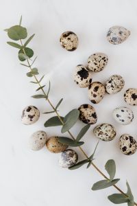 Kaboompics - Quail Eggs and Eucalyptus on White Marble with Generous Negative Space, Easter Background