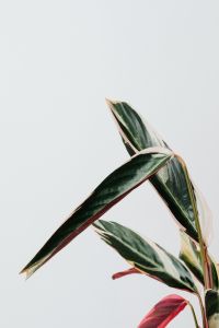 Kaboompics - Decorative Calathea Triostar Plant With Colorful Leaves