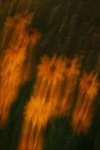 Kaboompics - Orange Flowers in Soft Focus