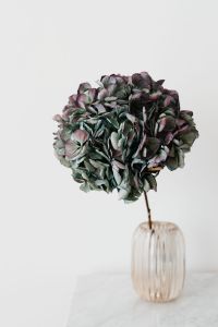 Kaboompics - Large Hydrangea Head Above a Ribbed Glass Vase