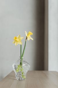Kaboompics - Two Yellow Daffodils in a Small Glass Vase against a Neutral Interior Wall