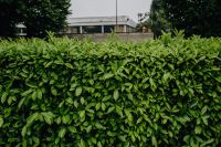 Kaboompics - Municipal greenery