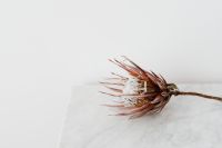 Kaboompics - Protea on The White Marble Table, White Background