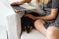 Kaboompics - Laptop and Small Dog beside Student at Home