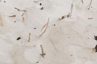Kaboompics - Dried Beach Grass by the Sea