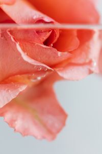 Kaboompics - Macro Rose Petals and a Water Droplet, Abstract Floral Texture