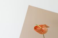 Kaboompics - Orange Anthurium on Diagonal Beige and White Background with Copy Space