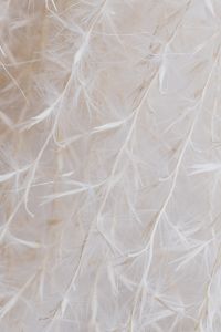 Kaboompics - White Pampas Plumes and Fine Dried Grass Fibers in a Soft Focus Texture
