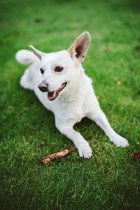 Kaboompics - Playful White Dog Crouching beside a Stick on Green Grass, Pet Photography