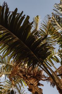 Kaboompics - Tropical Palm Leaves against a Clear Blue Sky