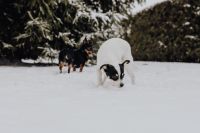 Kaboompics - Black-and-Tan Dog Standing behind White-and-Black Dog Sniffing Snow, Winter Pet Lifestyle