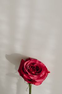 Kaboompics - Close Up Red Rose Bloom with Minimal White Background