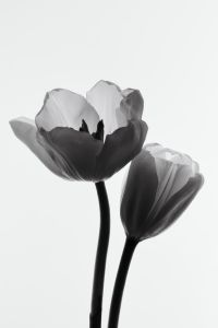 Kaboompics - Twin Tulips Backlit Black And White Botanical Minimalism