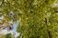 Kaboompics - Blooming chestnuts in spring