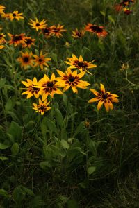 Kaboompics - Orange and Yellow Rudbeckia Flowers in a Natural Summer Garden