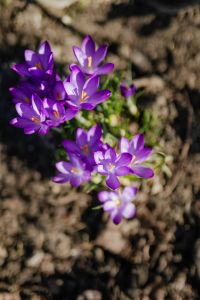 Kaboompics - Purple crocuses blooming in spring