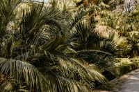 Kaboompics - Palm Fronds Arching Over Tropical Garden Plants