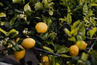 Kaboompics - Ripe Lemons and White Blossoms on a Citrus Tree