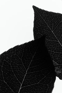 Kaboompics - Leaf Veins Close Up Monochrome Botanical Texture Background