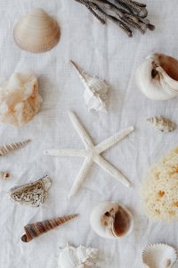 Kaboompics - Seashell and Starfish Arrangement on White Linen with Natural Sponges, Neutral Beach Decor