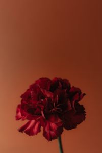 Kaboompics - Red Carnation Flower Close-Up on Terracotta Background