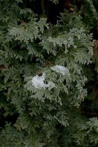 Kaboompics - Frosted Evergreen Branches in a Natural Winter Garden