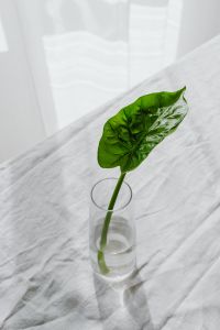 Kaboompics - Alocasia Leaf in a Glass Vase on White Linen