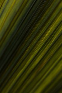 Kaboompics - Palm Leaf Diagonal Texture With Soft Gradient Light