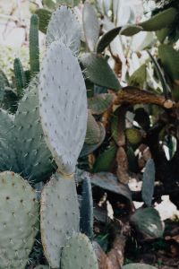 Kaboompics - Pale Prickly Pear Pads Against a Sunlit Greenhouse Background