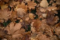 Kaboompics - Overhead Fall Leaf Scatter on Grass, Brown and Green Seasonal Texture