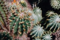 Kaboompics - Prickly Cactus Spines and Layered Rosettes in Deep Green