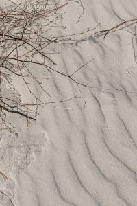 Kaboompics - Bare Twigs Casting Shadows over Pale Beach Sand