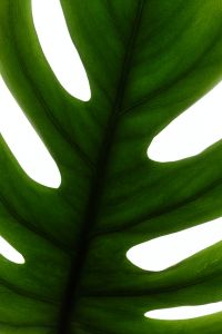 Kaboompics - Monstera Leaf Backlit Close Up Tropical Plant Texture