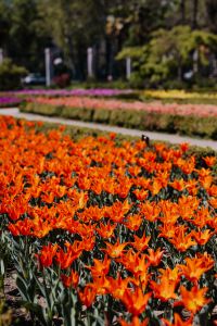 Kaboompics - Orange Tulip Grouping in a Formal Garden Planting