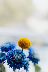 Kaboompics - Yellow Craspedia with Blue Chrysanthemums on Soft White Background
