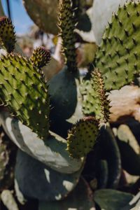 Kaboompics - Prickly Pear Cactus Pads with Buds and Spines, Sunlit Vertical Detail