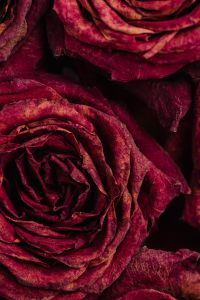 Kaboompics - Dried rose