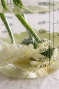 Kaboompics - Close-Up of White Gerberas Submerged in Water