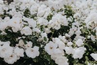 Kaboompics - Full White Rose Bush in Bloom with Lush Green Foliage, Floral Garden Background
